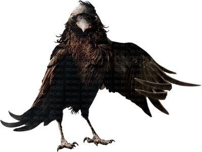 aze aigle - PNG gratuit
