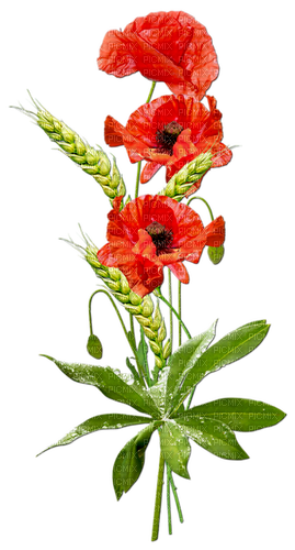 Poppies - Free PNG