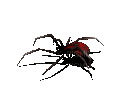 spider gif - Zdarma animovaný GIF