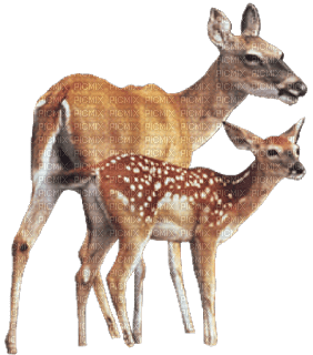 deer katrin - Free PNG