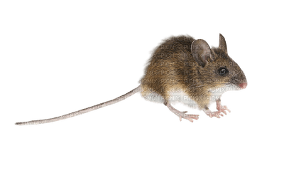 mouse katrin - 無料png