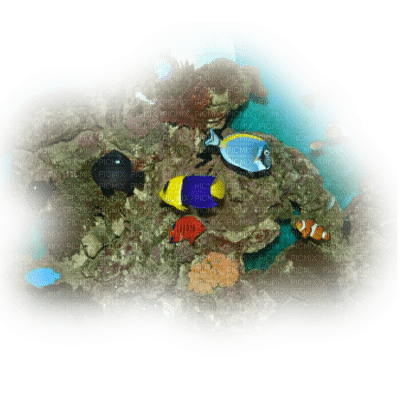 tube animaux aquarium - gratis png