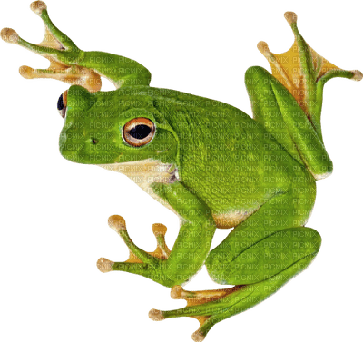 Kaz_Creations Frogs Frog - kostenlos png