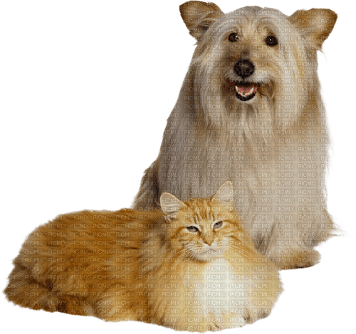 perro i gato  dubravka4 - gratis png
