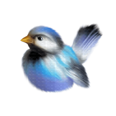 Kaz_Creations Deco Birds Colours Bird - безплатен png