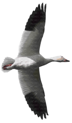 cisne - Free PNG