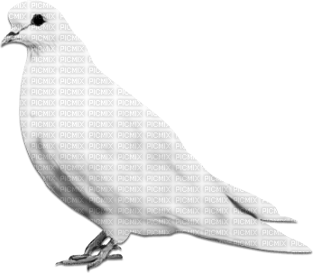 soave deco bird dove white black - Free PNG