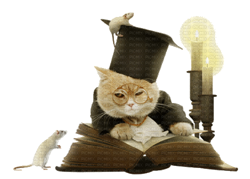 cat chat katze animal chapeau - GIF animé gratuit