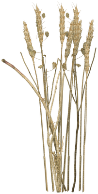 plants anastasia - Free PNG
