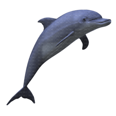 delfin - png gratis