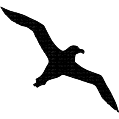 shilouett seagull - kostenlos png