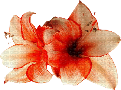 fleur orange.Cheyenne63 - besplatni png