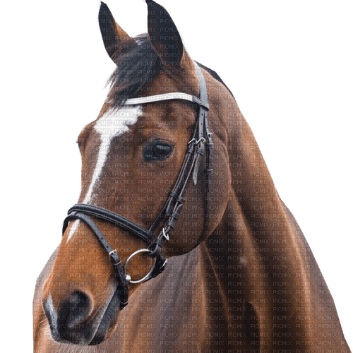 cheval - Free PNG
