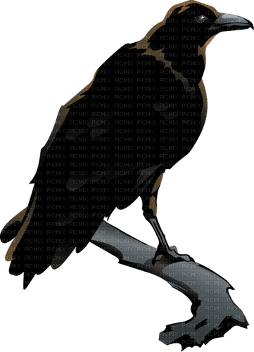 raven Bb2 - Free PNG