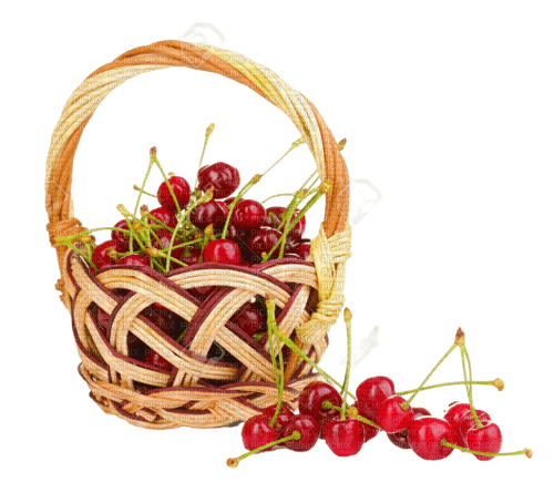 cherry,tree,vase - ücretsiz png