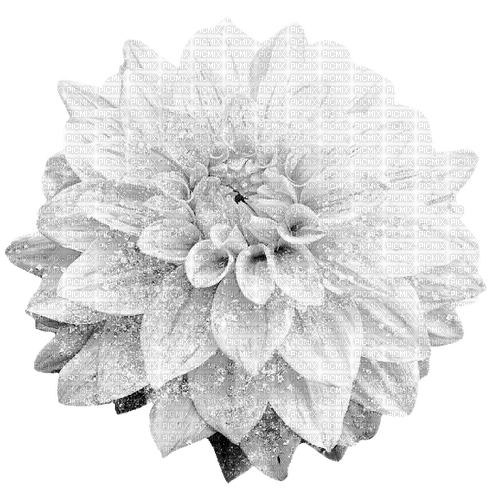 Flower.Black.White - gratis png