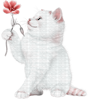 soave cat animals deco flowers white pink teal - ücretsiz png