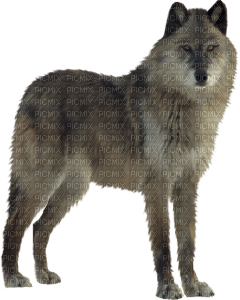wolf - nemokama png