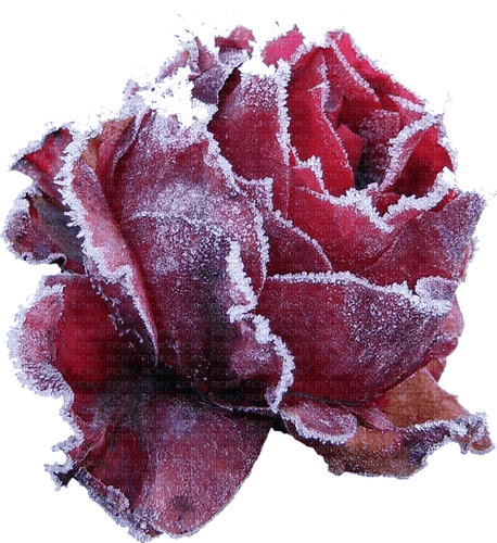 winter rosen milla1959 - ilmainen png