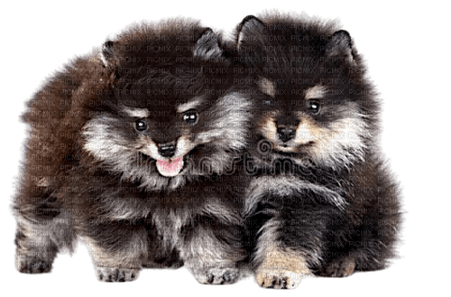 Pomeranian - kostenlos png