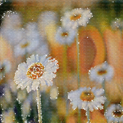 kikkapink background flowers spring field - Darmowy animowany GIF