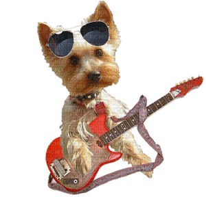 dog wearing glasses bp - GIF animasi gratis