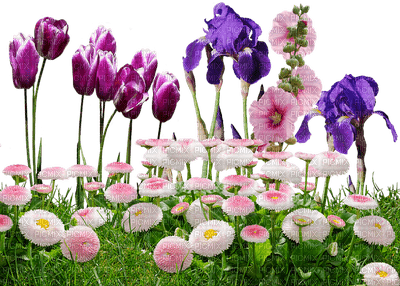 kukka, fleur, flower - безплатен png