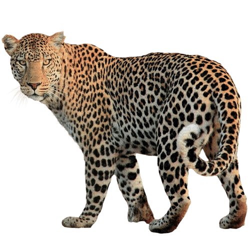 Leopard - bezmaksas png