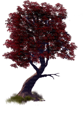 tree anastasia - 無料png