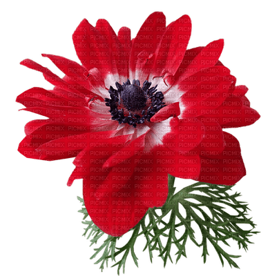 kukka, flower, fleur - darmowe png