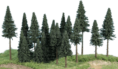 Wald - zdarma png