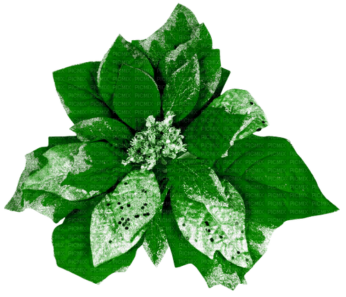 Christmas.Flower.Green - 免费PNG