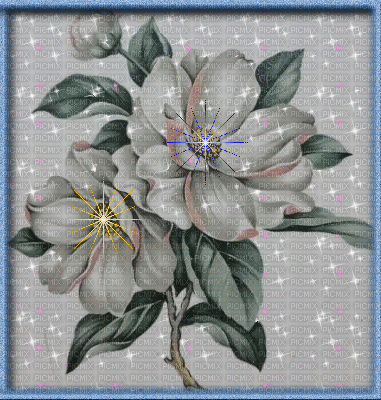 magnolia - GIF animado grátis