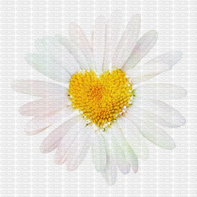 Daisy Flower - Bezmaksas animēts GIF