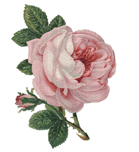 Vintage Rose - ilmainen png