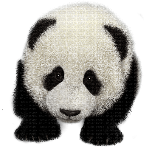 Un Oso panda - png gratis