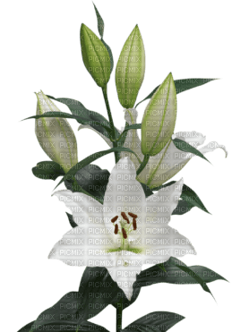 Flowers white bp - ücretsiz png