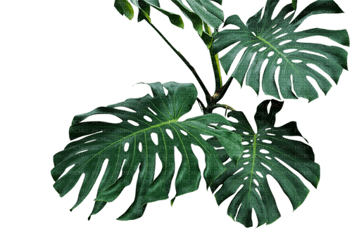 kikkapink tropical plant summer deco - besplatni png