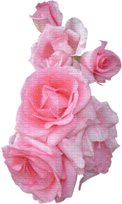 fleurs roses - darmowe png