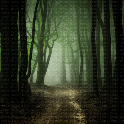 forest bg foret fond - Free PNG