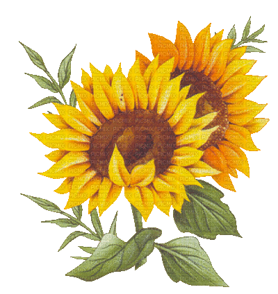 soave deco flowers sunflowers animated yellow