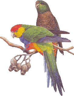 perroquets - Gratis animerad GIF