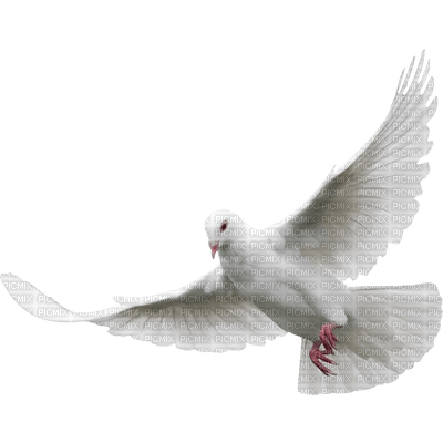 Dove - ücretsiz png