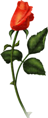 patymirabelle fleurs une rose - PNG gratuit