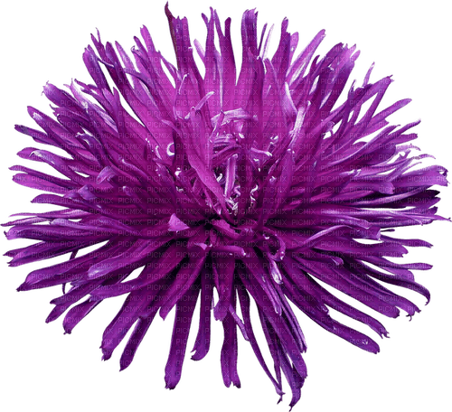 flower by nataliplus - Free PNG