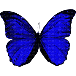Schmetterling - бесплатно png