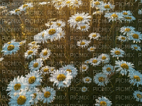 bloemen - Gratis animeret GIF