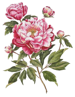 japan flower asian  pink - Бесплатный анимированный гифка
