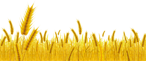 wheat Bb2 - Free PNG