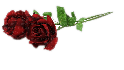 roses - gratis png